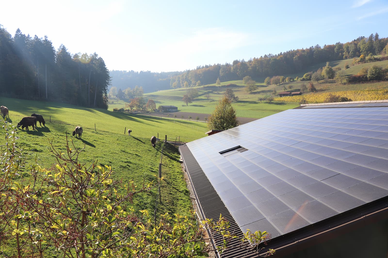 Photovoltaik in der Landwirtschaft: Interview mit unserer Geschäftsführerin Janine Thoma